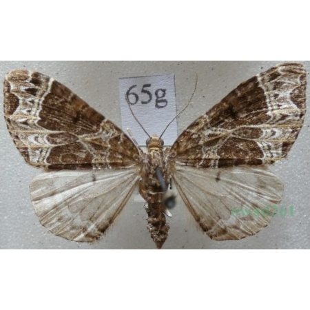 Ecliptopera silaceata (Denis & Schiffermüller, 1775) Paśnik niecierpek Czech65g